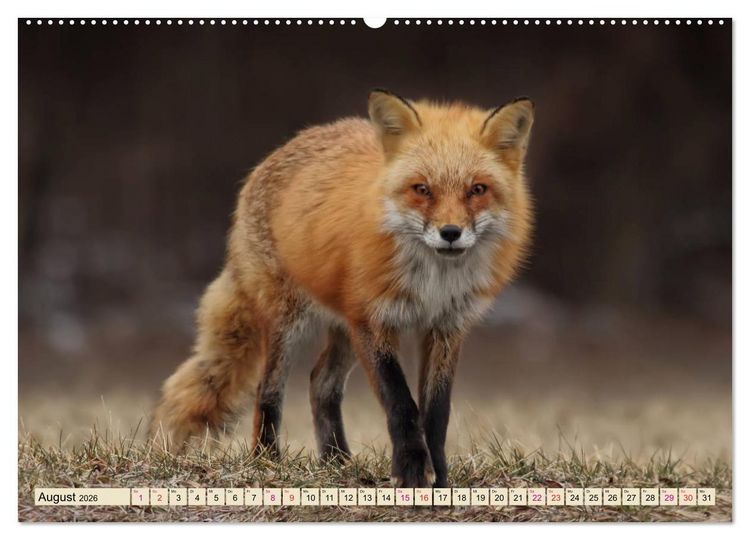 Produktbild: Fuchs - schlauer R&auml;uber (hochwertiger Premium Wandkalender 2026 DIN A2 quer), Kunstdruck in Hochglanz