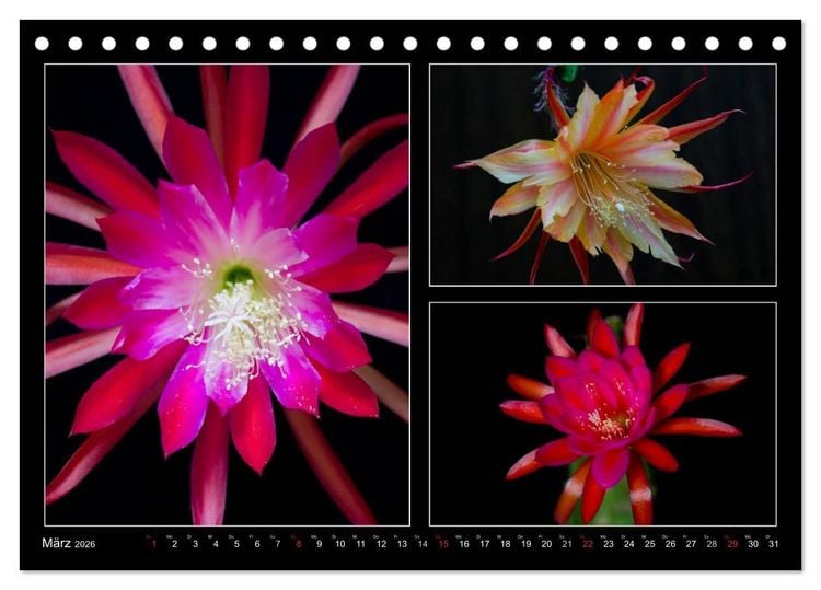 Produktbild: Epiphyllum-Hybriden (Tischkalender 2026 DIN A5 quer), CALVENDO Monatskalender