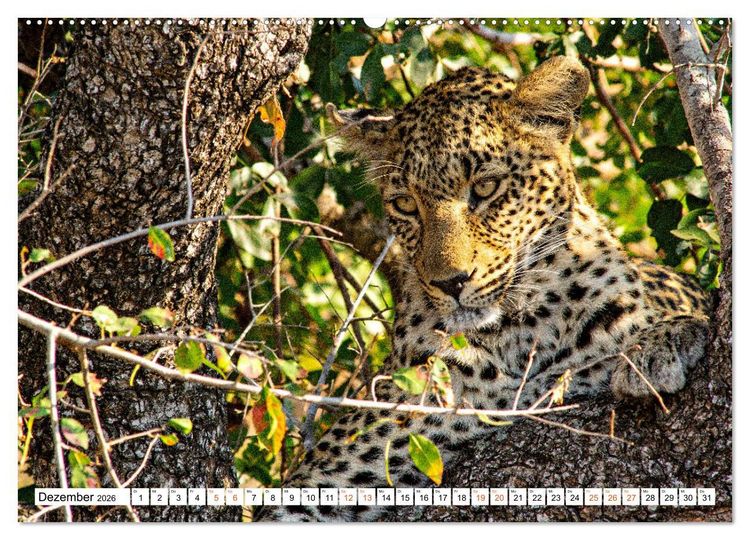 Produktbild: S&uuml;dafrikas wilde Katzen (hochwertiger Premium Wandkalender 2026 DIN A2 quer), Kunstdruck in Hochglanz