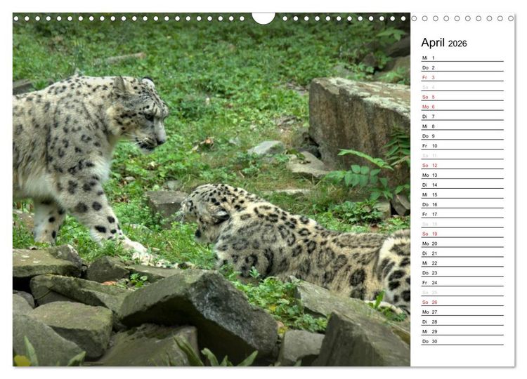 Produktbild: Der Schneeleopard (Wandkalender 2026 DIN A3 quer), CALVENDO Monatskalender