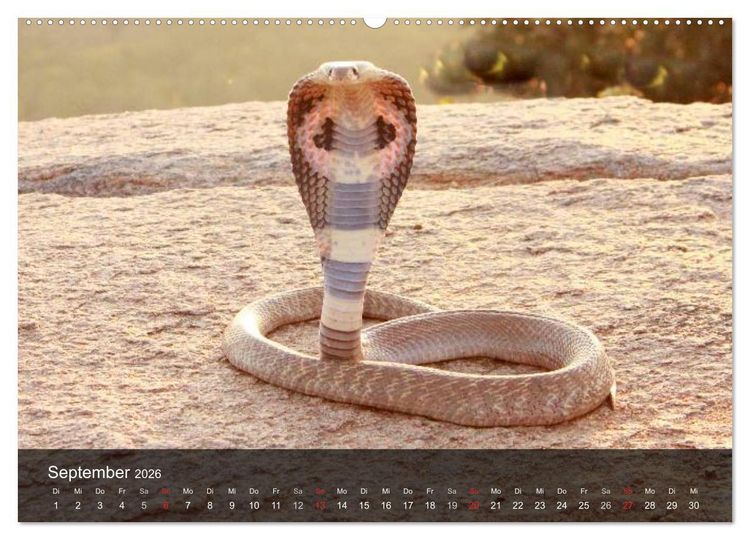 Produktbild: Giftschlangen (hochwertiger Premium Wandkalender 2026 DIN A2 quer), Kunstdruck in Hochglanz
