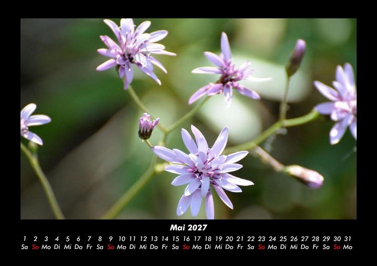 Produktbild: Blumentr&auml;ume 2027 Fotokalender DIN A3