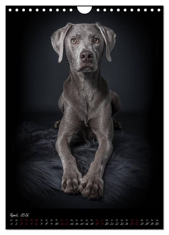 Produktbild: Hunde-Augen-Blicke (Wandkalender 2026 DIN A4 hoch), CALVENDO Monatskalender