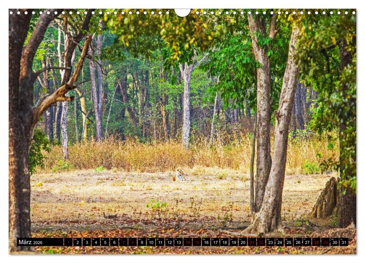 Produktbild: Indien - Im Reich des Tigers (Wandkalender 2026 DIN A3 quer), CALVENDO Monatskalender