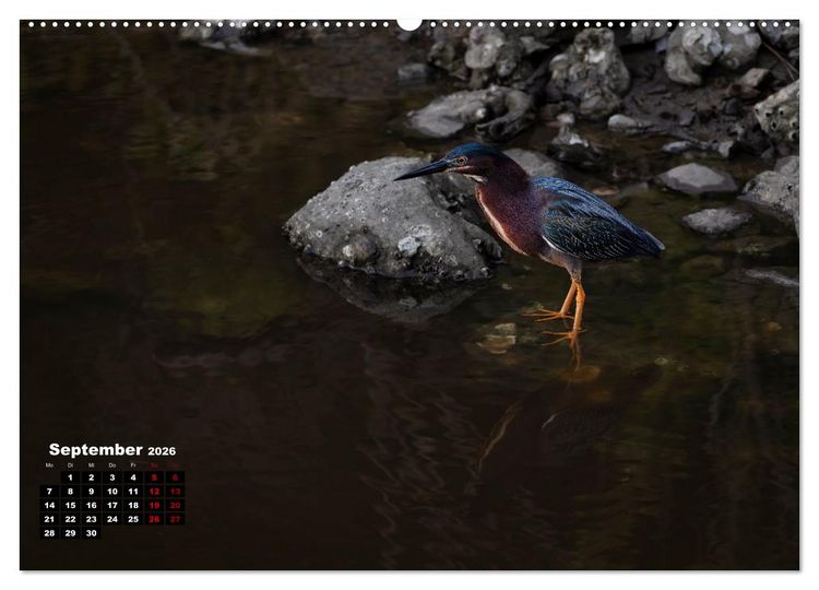 Produktbild: Floridas wunderbare Vogelwelt (hochwertiger Premium Wandkalender 2026 DIN A2 quer), Kunstdruck in Hochglanz