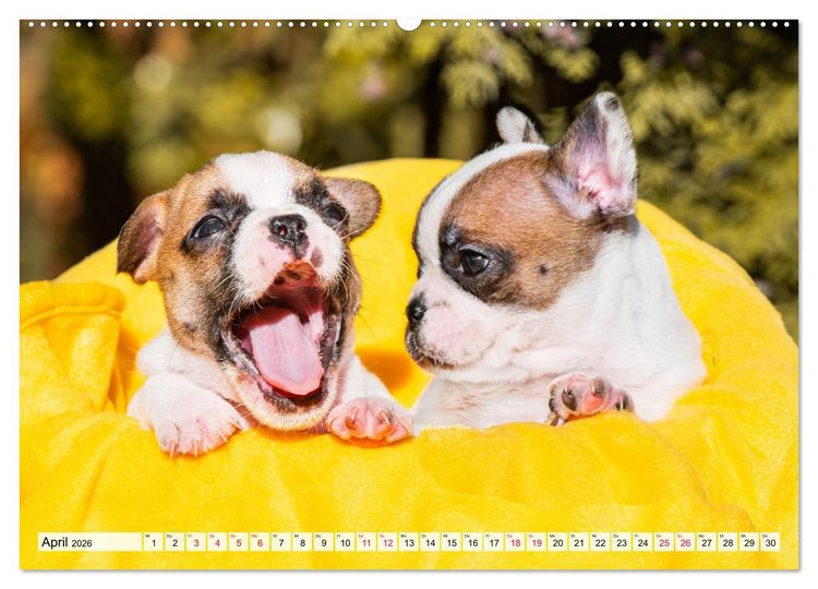 Produktbild: Kleine Helden - Franz&ouml;sische Bulldoggen (hochwertiger Premium Wandkalender 2026 DIN A2 quer), Kunstdruck in Hochglanz