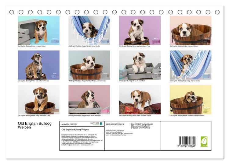 Produktbild: Old English Bulldog Welpen (Tischkalender 2026 DIN A5 quer), CALVENDO Monatskalender