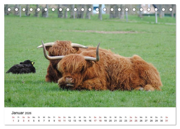 Produktbild: Die Schottischen Hochlandrinder und ihr Nachwuchs (Tischkalender 2026 DIN A5 quer), CALVENDO Monatskalender