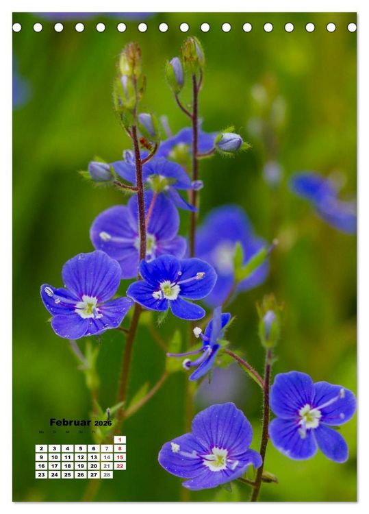 Produktbild: Zauber der Natur - Heimische Orchideen und Wiesenblumen (Tischkalender 2026 DIN A5 hoch), CALVENDO Monatskalender