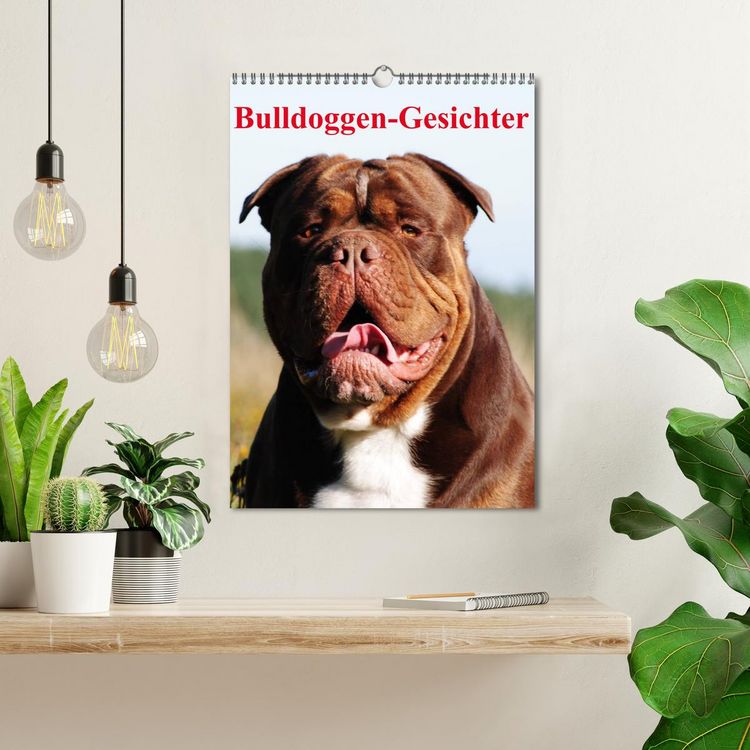 Produktbild: Bulldoggen-Gesichter (Wandkalender 2026 DIN A3 hoch), CALVENDO Monatskalender