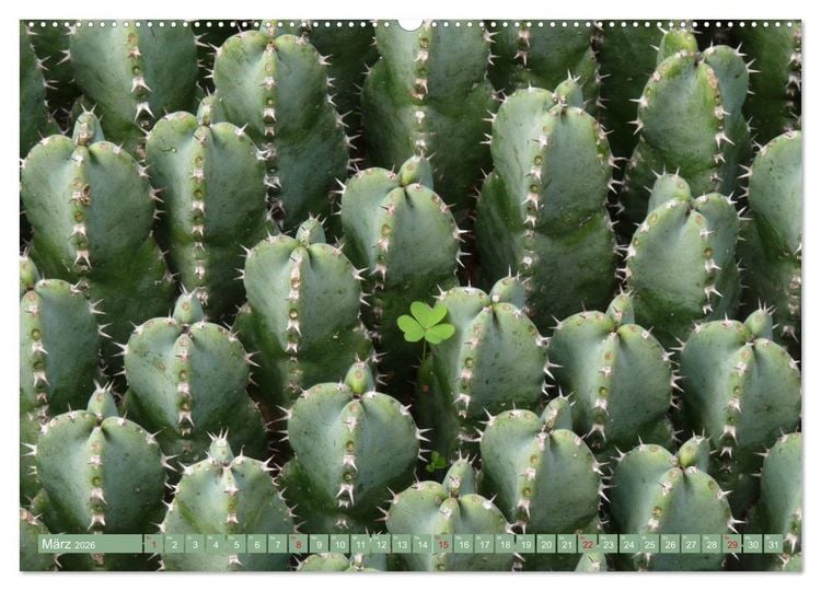 Produktbild: BOTANICACTUS Mallorcas Kakteengarten (Wandkalender 2026 DIN A2 quer), CALVENDO Monatskalender