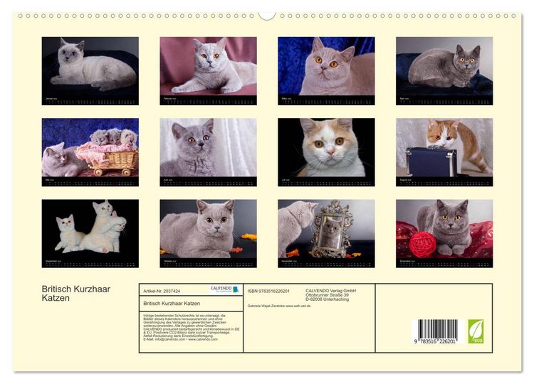 Produktbild: Britisch Kurzhaar Katzen (hochwertiger Premium Wandkalender 2026 DIN A2 quer), Kunstdruck in Hochglanz
