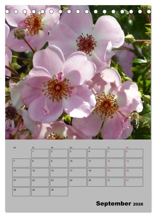 Produktbild: Rosen - Symbol der Liebe und Verehrung (Tischkalender 2026 DIN A5 hoch), CALVENDO Monatskalender