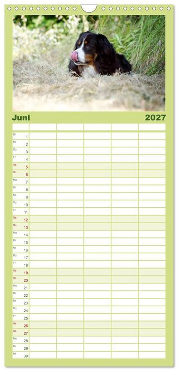 Produktbild: Familienplaner 2027 - Berner Sennenhunde mit 5 Spalten (Wandkalender, 21 x 45 cm) CALVENDO