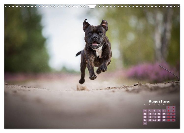 Produktbild: Listenhunde - mehr als nur eine Kategorie (Wandkalender 2026 DIN A3 quer), CALVENDO Monatskalender