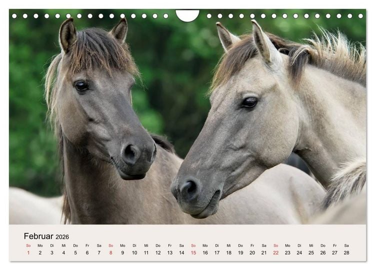 Produktbild: D&uuml;lmener Wildpferde (Wandkalender 2026 DIN A4 quer), CALVENDO Monatskalender
