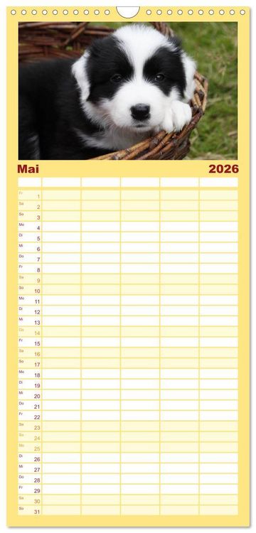 Produktbild: Familienplaner 2026 - Border Collie Welpen mit 5 Spalten (Wandkalender, 21 x 45 cm) CALVENDO
