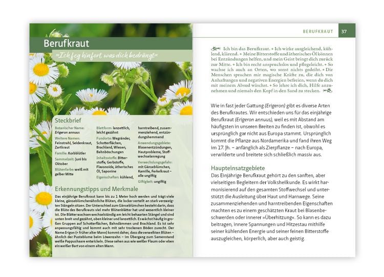 Produktbild: Essbare Heilkr&auml;uter und Wildpflanzen. Kompakt-Ratgeber