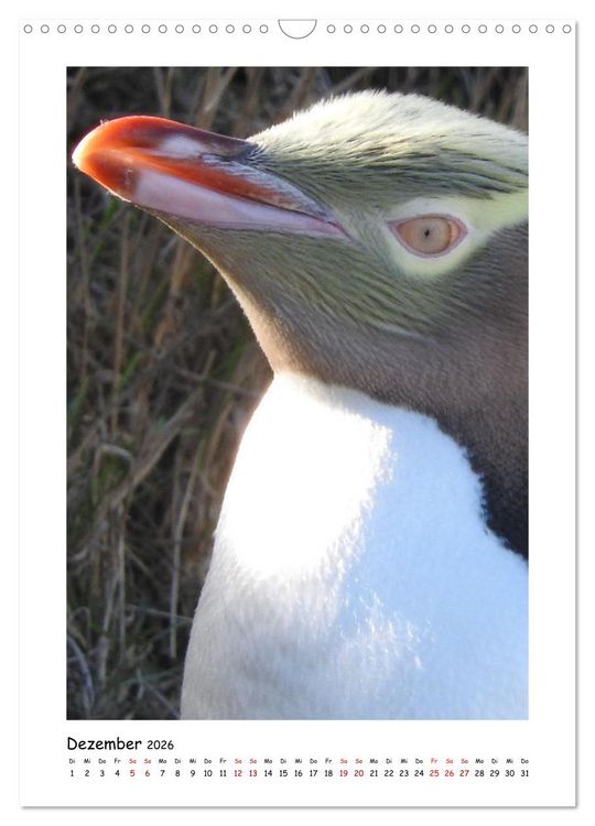 Produktbild: Neuseelands Pelzrobben und Gelbaugenpinguine (Wandkalender 2026 DIN A3 hoch), CALVENDO Monatskalender