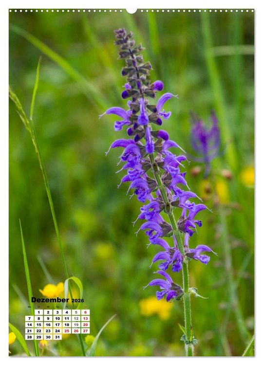 Produktbild: Zauber der Natur - Heimische Orchideen und Wiesenblumen (hochwertiger Premium Wandkalender 2026 DIN A2 hoch), Kunstdruck in Hochglanz