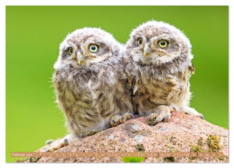 Produktbild: Wald-Kindergarten: Tierkinder im Wald (Wandkalender 2026 DIN A3 quer), CALVENDO Monatskalender