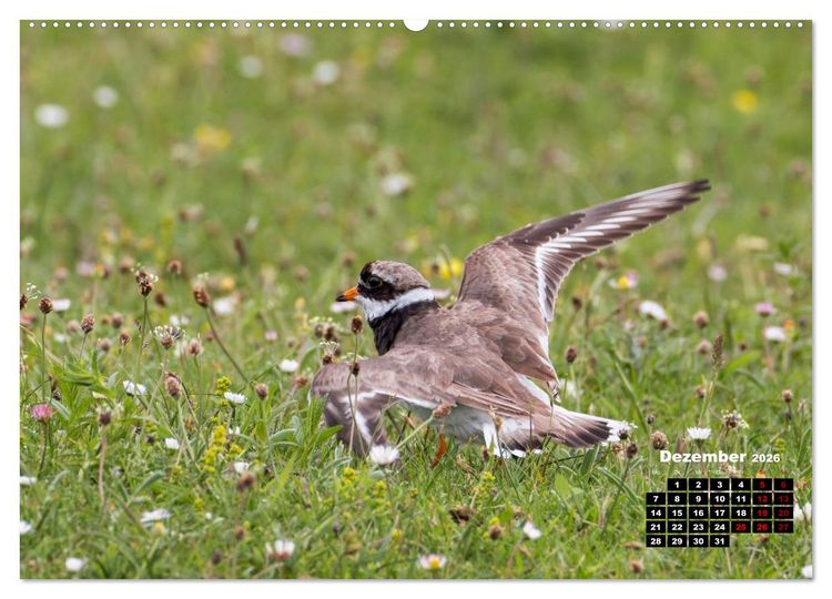 Produktbild: Die Vogelwelt der &Auml;u&szlig;eren Hebriden (hochwertiger Premium Wandkalender 2026 DIN A2 quer), Kunstdruck in Hochglanz