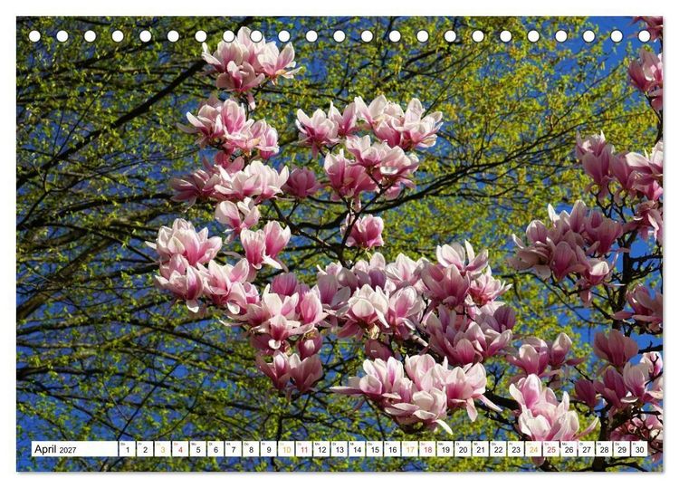 Produktbild: 12 Monate Natur (Tischkalender 2027 DIN A5 quer), CALVENDO Monatskalender