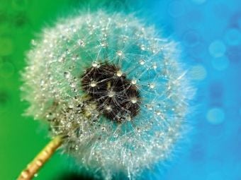 Produktbild: CALVENDO Puzzle Pusteblume mit Tautropfen | 1000 Teile Lege-Gr&ouml;&szlig;e 64x48cm Foto-Puzzle f&uuml;r gl&uuml;ckliche Stunden