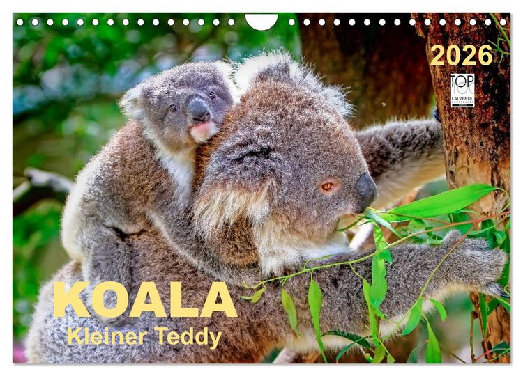 Produktbild: Koala - kleiner Teddy (Wandkalender 2026 DIN A4 quer), CALVENDO Monatskalender