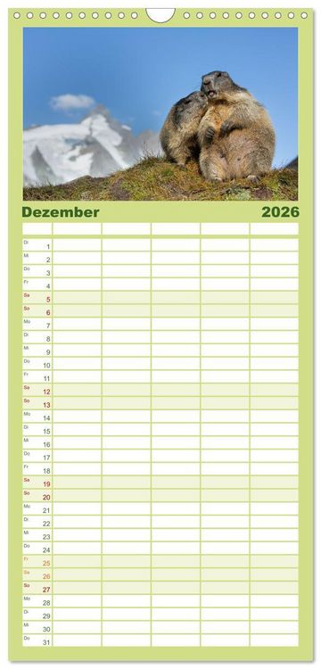 Produktbild: Familienplaner 2026 - Alpenmurmeltiere - Stars vor der Kamera mit 5 Spalten (Wandkalender, 21 x 45 cm) CALVENDO