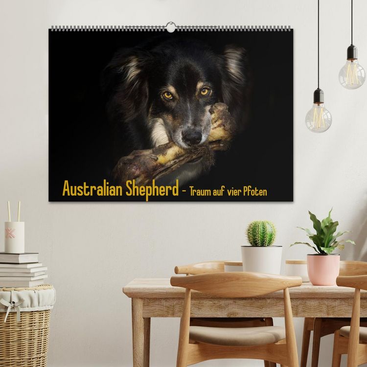 Produktbild: Australian Shepherd - Traum auf vier Pfoten (Wandkalender 2026 DIN A2 quer), CALVENDO Monatskalender