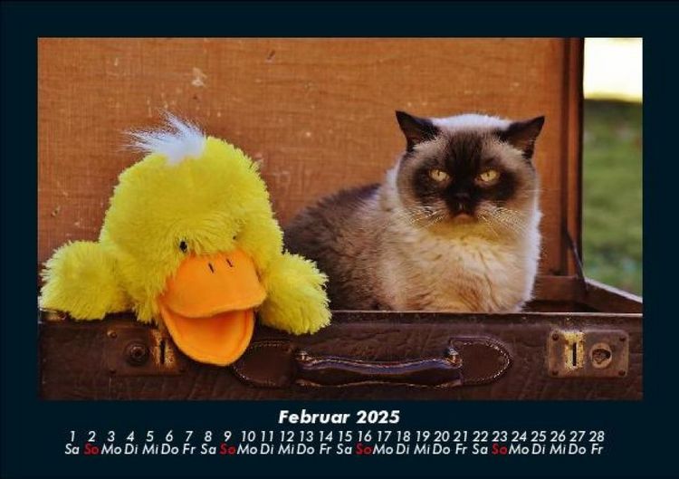 Produktbild: Katzen 2025 Fotokalender DIN A5