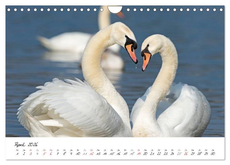 Produktbild: Ein Jahr mit den Schw&auml;nen (Wandkalender 2026 DIN A4 quer), CALVENDO Monatskalender
