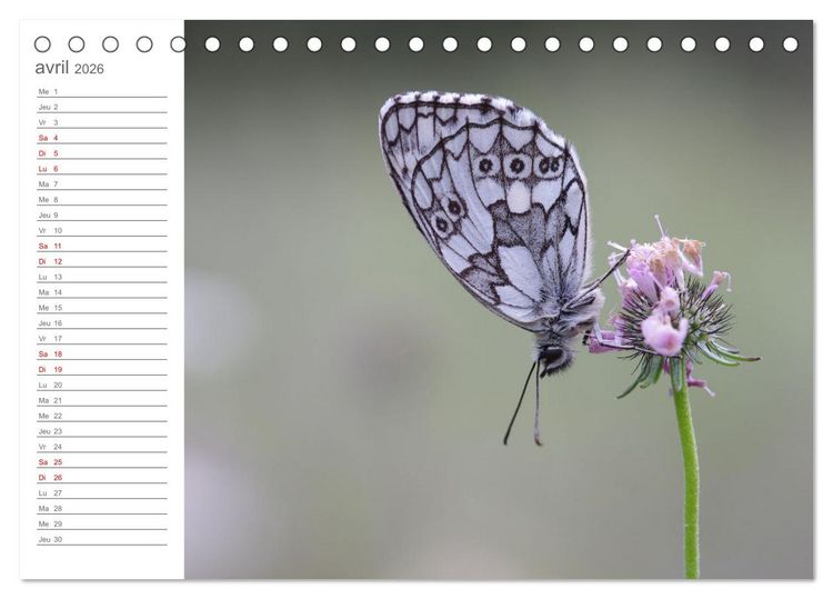Produktbild: Dans le jardin des papillons (Calendrier de bureau 2026 DIN A5 vertical), CALVENDO calendrier mensuel