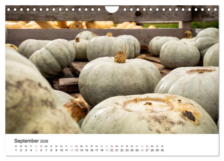 Produktbild: K&Uuml;RBIS KALENDER - Die sch&ouml;nsten K&uuml;rbisse des Jahres (Wandkalender 2026 DIN A4 quer), CALVENDO Monatskalender