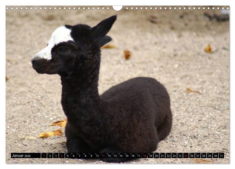 Produktbild: Lama und Alpaka (Wandkalender 2026 DIN A3 quer), CALVENDO Monatskalender