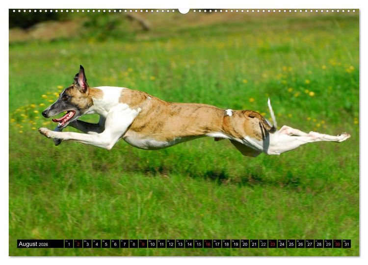 Produktbild: Schnell wie der Wind - Whippet (Wandkalender 2026 DIN A2 quer), CALVENDO Monatskalender