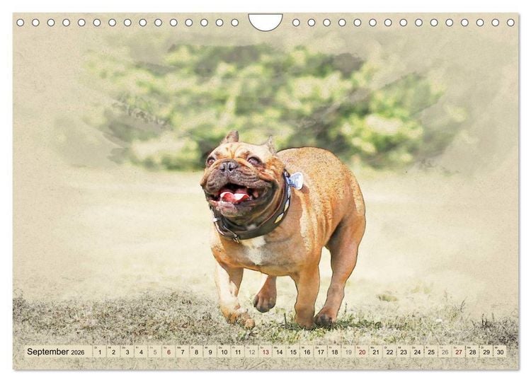 Produktbild: Franz&ouml;sische Bulldoggen 2026 (Wandkalender 2026 DIN A4 quer), CALVENDO Monatskalender
