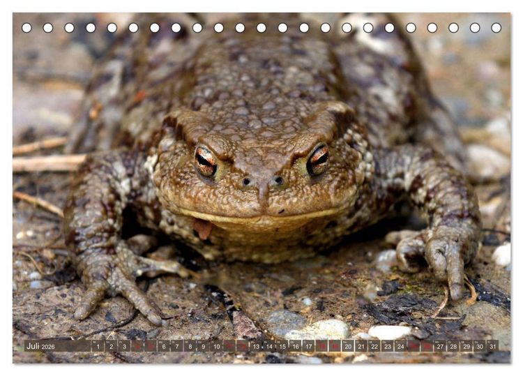 Produktbild: Kr&ouml;ten auf Wanderschaft (Tischkalender 2026 DIN A5 quer), CALVENDO Monatskalender