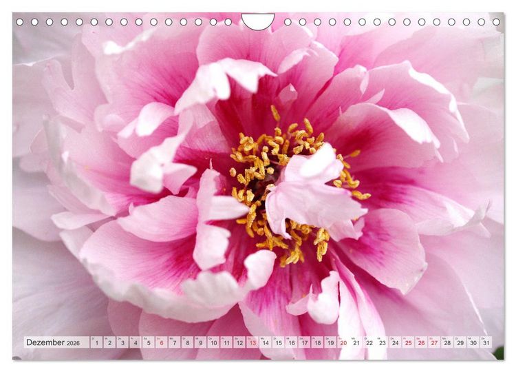 Produktbild: PFINGSTROSEN Rosen ohne Dornen (Wandkalender 2026 DIN A4 quer), CALVENDO Monatskalender