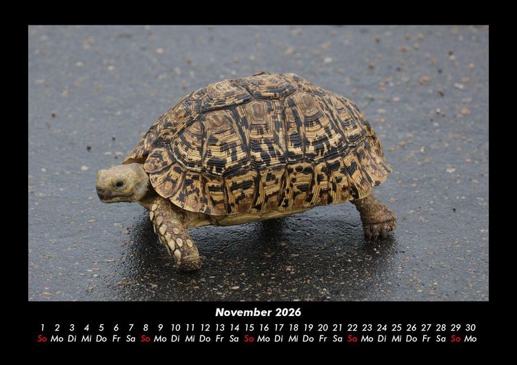 Produktbild: Schildkr&ouml;tenzauber 2026 Fotokalender DIN A3