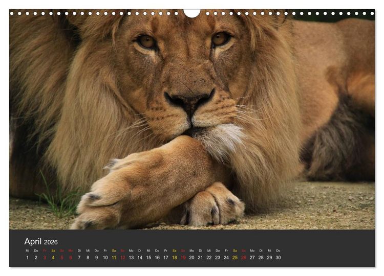Produktbild: Tierpark-Gera (Wandkalender 2026 DIN A3 quer), CALVENDO Monatskalender