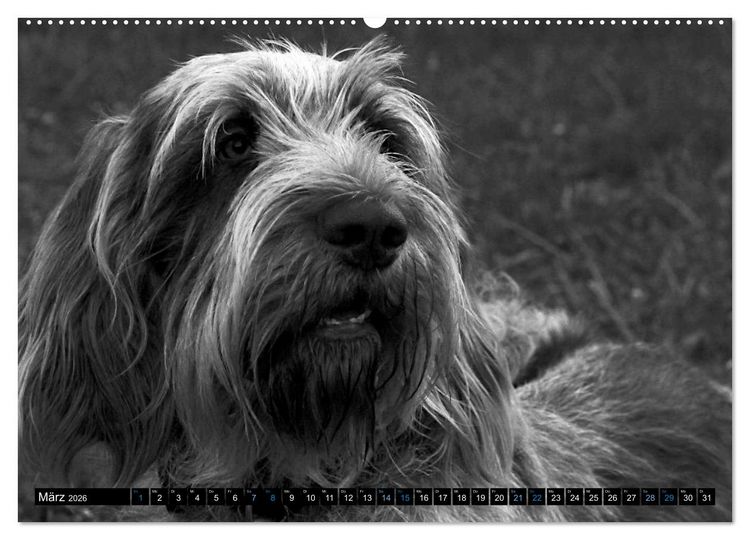 Produktbild: Carissimo Spinone Italiano (hochwertiger Premium Wandkalender 2026 DIN A2 quer), Kunstdruck in Hochglanz