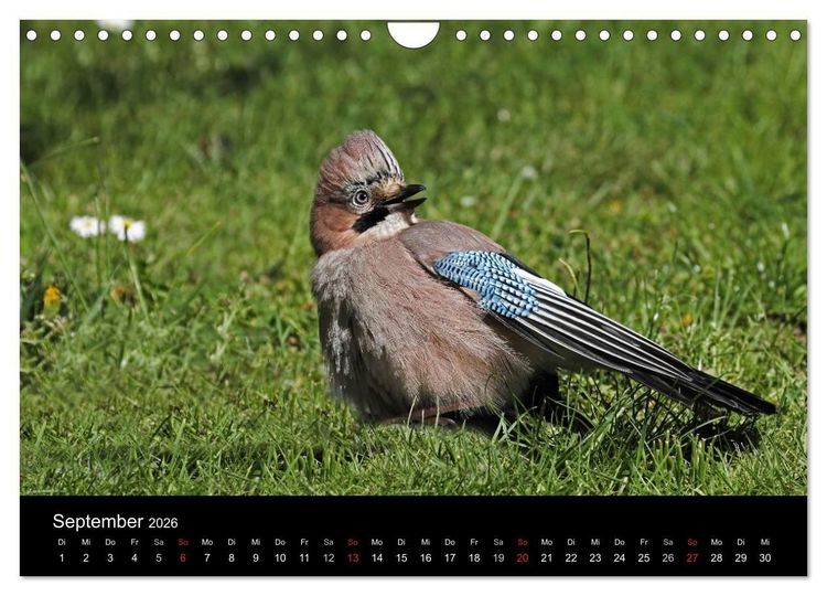 Produktbild: Eichelh&auml;her der Waldpolizist (Wandkalender 2026 DIN A4 quer), CALVENDO Monatskalender