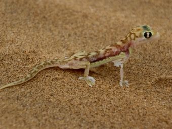 Produktbild: CALVENDO Puzzle W&uuml;stengecko | 1000 Teile Lege-Gr&ouml;&szlig;e 64x48cm Foto-Puzzle f&uuml;r gl&uuml;ckliche Stunden