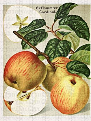 Produktbild: CALVENDO Puzzle Geflammter Cardinal, plattdeutsch: Falske Gravensteener | 1000 Teile Lege-Gr&ouml;&szlig;e 64x48cm Foto-Puzzle f&uuml;r gl&uuml;ckliche Stunden