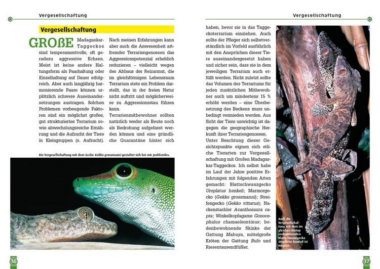 Produktbild: Der Gro&szlig;e Madagaskar-Taggecko