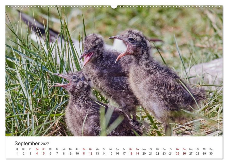 Produktbild: Halbinsel Eiderstedt - Momente der Natur (hochwertiger Premium Wandkalender 2027 DIN A2 quer), Kunstdruck in Hochglanz