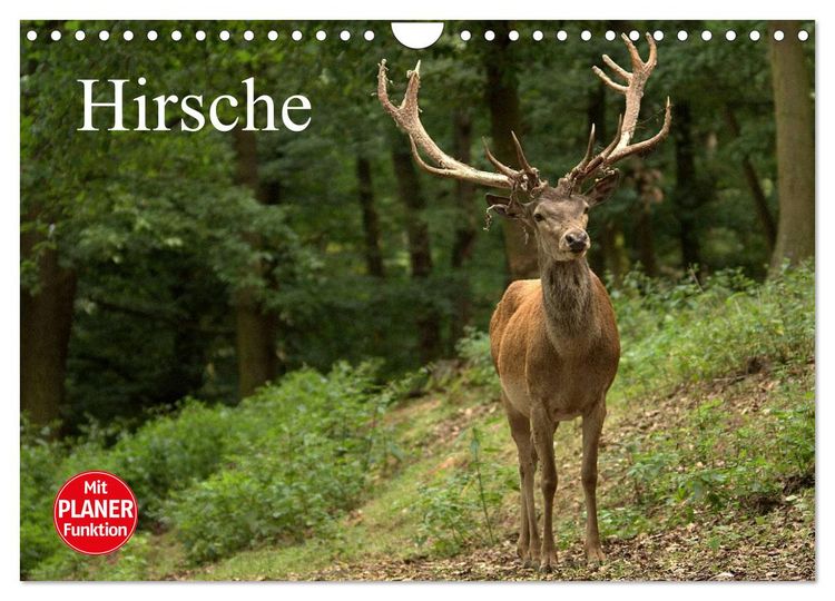 Produktbild: Hirsche (Wandkalender 2026 DIN A4 quer), CALVENDO Monatskalender