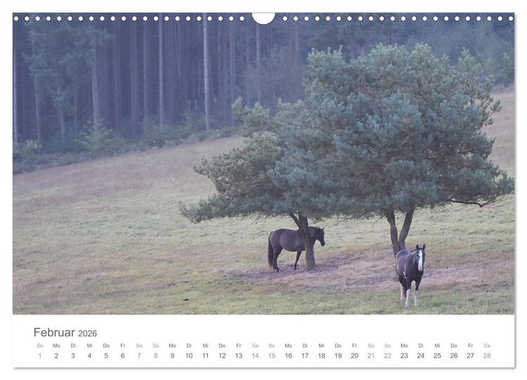Produktbild: M&auml;rchenpferde (Wandkalender 2026 DIN A3 quer), CALVENDO Monatskalender